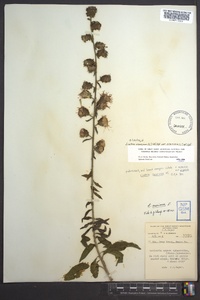 Liatris scariosa image