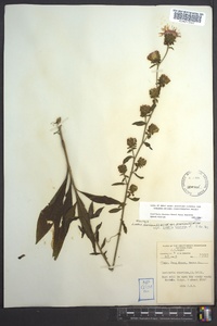 Liatris scariosa image