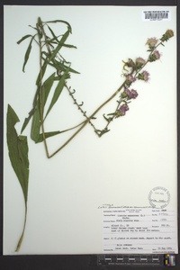 Liatris squarrosa image