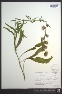 Liatris squarrulosa image