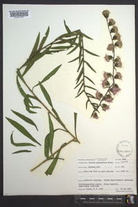 Liatris squarrulosa image