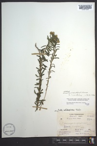 Ionactis linariifolia image