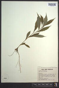 Oclemena acuminata image