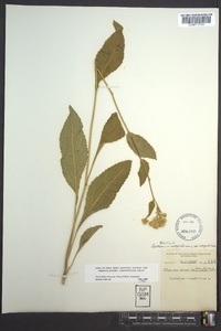 Parthenium integrifolium image