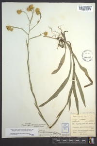 Pityopsis graminifolia image