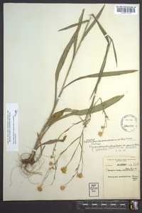 Pityopsis graminifolia image