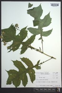 Polymnia canadensis image