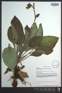 Rugelia nudicaulis image