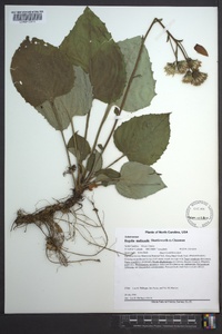 Rugelia nudicaulis image