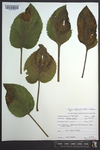 Rugelia nudicaulis image