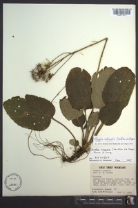 Rugelia nudicaulis image