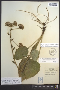 Rugelia nudicaulis image