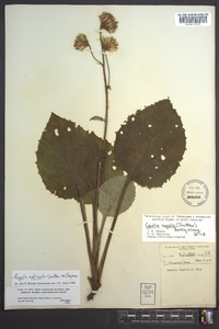 Rugelia nudicaulis image