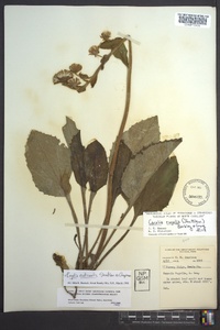 Rugelia nudicaulis image