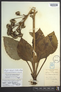 Rugelia nudicaulis image