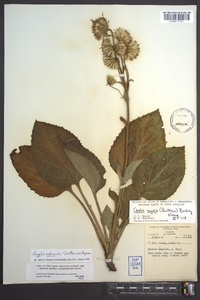 Rugelia nudicaulis image