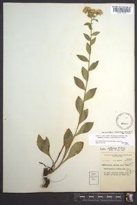 Sericocarpus asteroides image