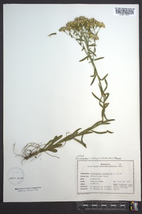 Sericocarpus linifolius image