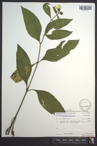 Silphium asteriscus image