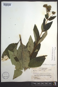 Silphium asteriscus image