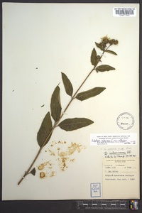 Silphium asteriscus image