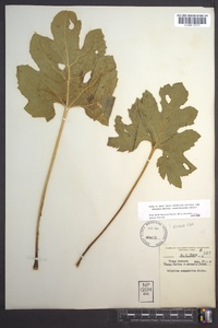 Silphium compositum image