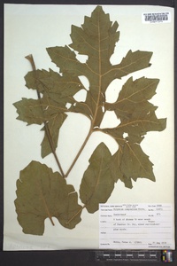 Silphium compositum image