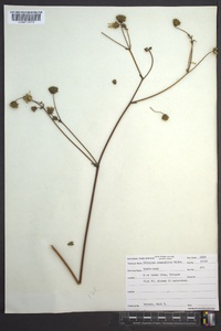 Silphium compositum image