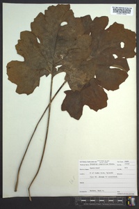 Silphium compositum image