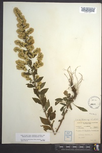 Solidago bicolor image