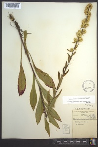 Solidago bicolor image