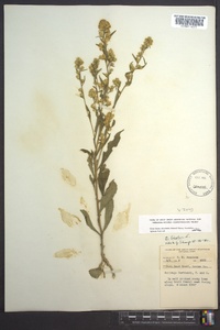 Solidago bicolor image