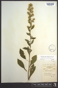 Solidago bicolor image