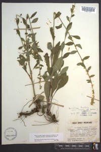 Solidago bicolor image