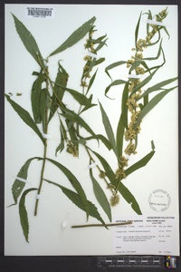 Solidago curtisii image