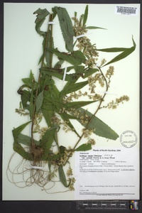 Solidago curtisii image