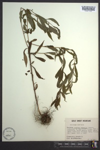 Solidago curtisii image