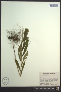 Solidago curtisii image