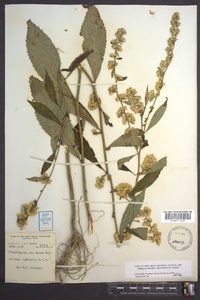 Solidago curtisii image