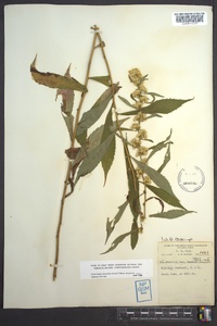 Solidago curtisii image