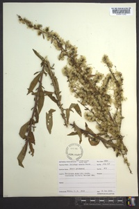 Solidago erecta image