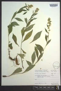 Solidago erecta image