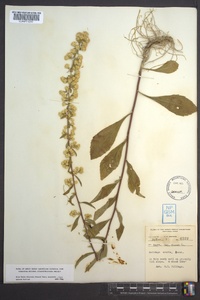 Solidago erecta image