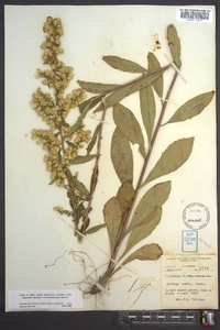 Solidago erecta image