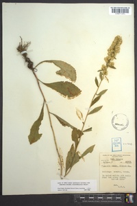 Solidago erecta image