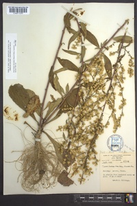 Solidago erecta image