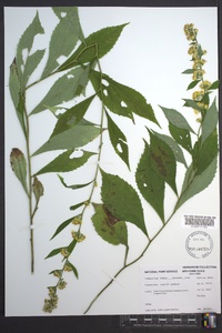 Solidago flaccidifolia image