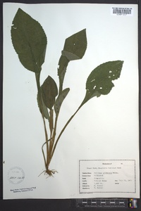 Solidago glomerata image