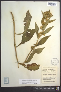 Solidago glomerata image