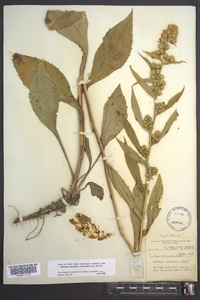 Solidago glomerata image